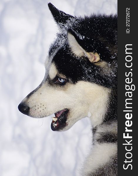 dog of breed Siberian Huskies. dog of breed Siberian Huskies