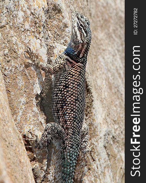 Mexican Banded Lizard Clinging To Vertical Rock