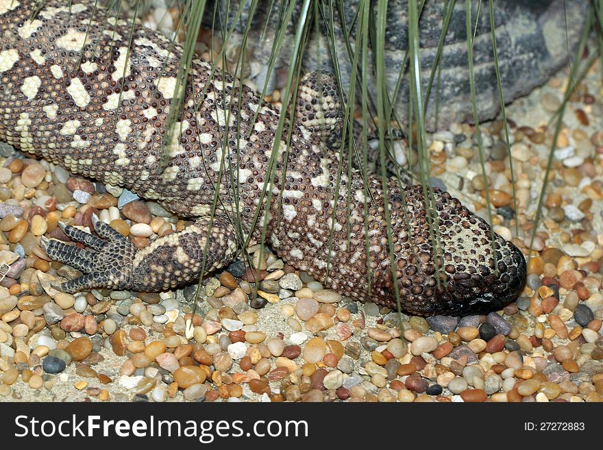 Spotted Mexican Beaded Lizard Sleeping In Sand. Spotted Mexican Beaded Lizard Sleeping In Sand