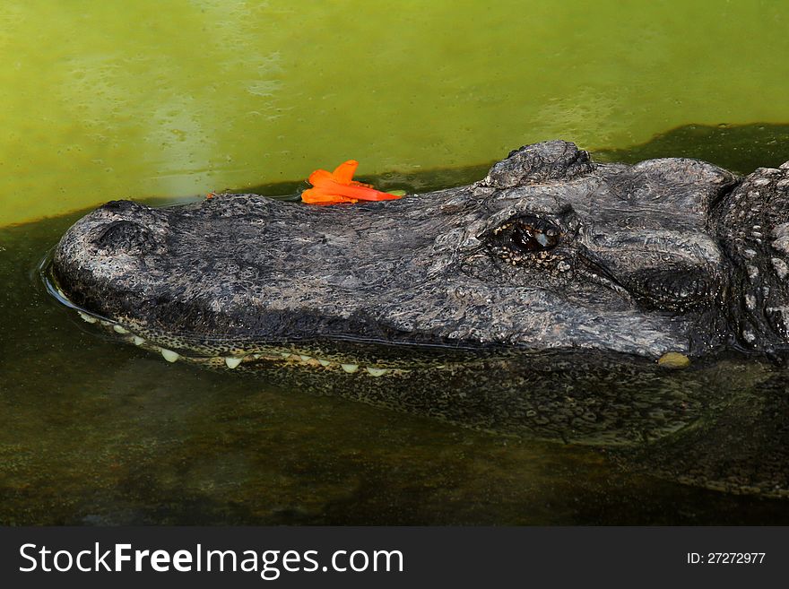 Close Up Gator Head In Green Water With Orange Flower. Close Up Gator Head In Green Water With Orange Flower