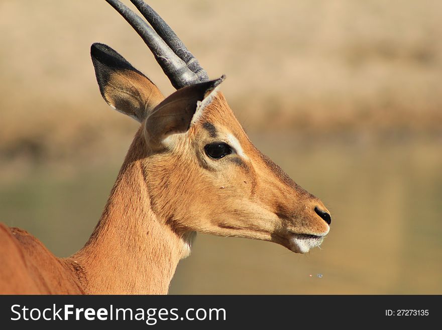 An Impala family drinking at a watering hole.  Photo taken in Namibia, Africa. An Impala family drinking at a watering hole.  Photo taken in Namibia, Africa.