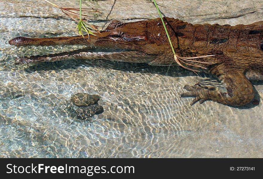 Gharial