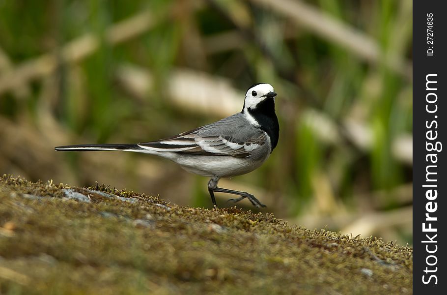 A wagtail strolling down the mossy rock. A wagtail strolling down the mossy rock