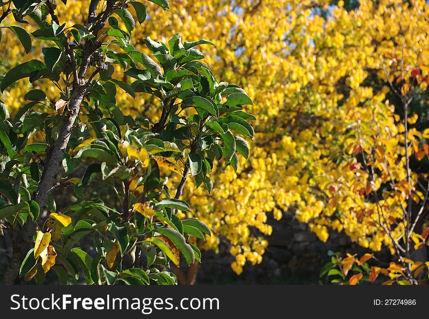 Some trees in the autumn garden at a sunny october day