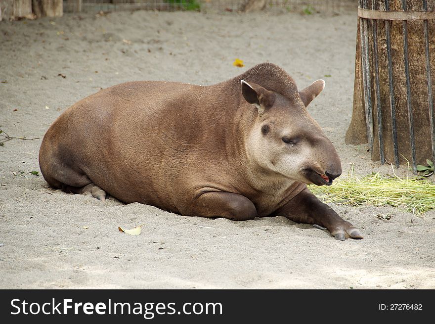 Tapir in  Zoo, Animal in Zoo, This is the largest land mammal in central and south america and is a herbivore. These animals are in danger of extinction because of humans