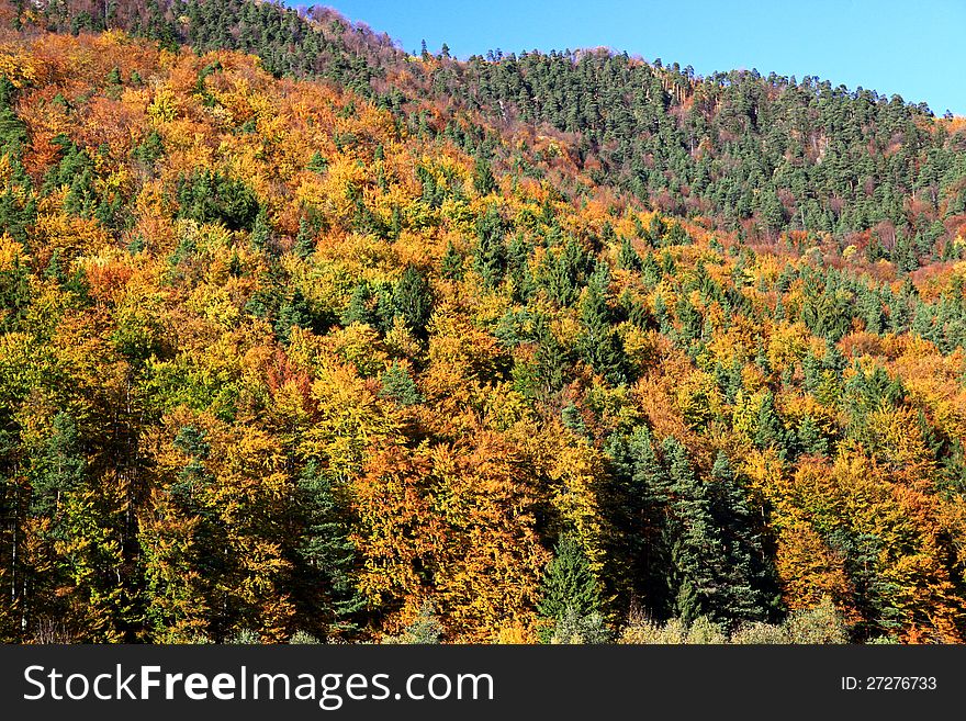 Autumn forest in Lubochna valley (region Liptov, Slovakia)