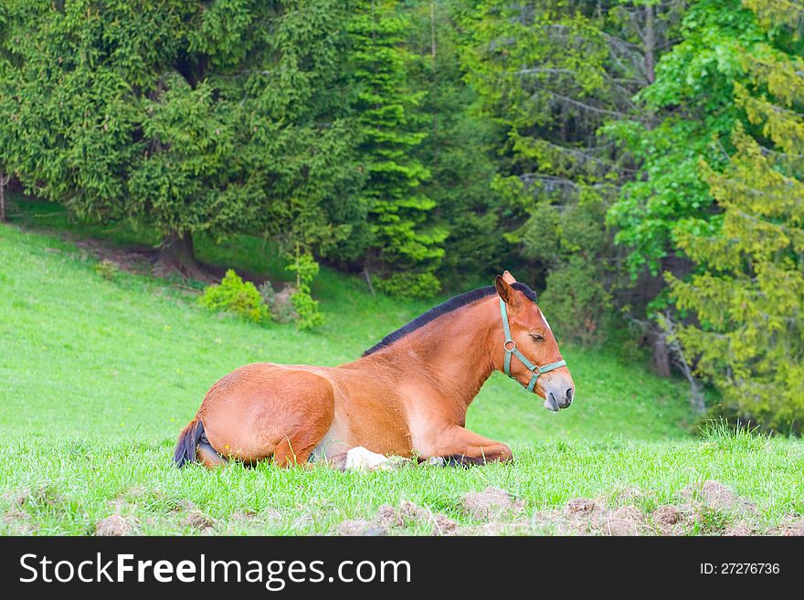 Portrait of horse on pasture