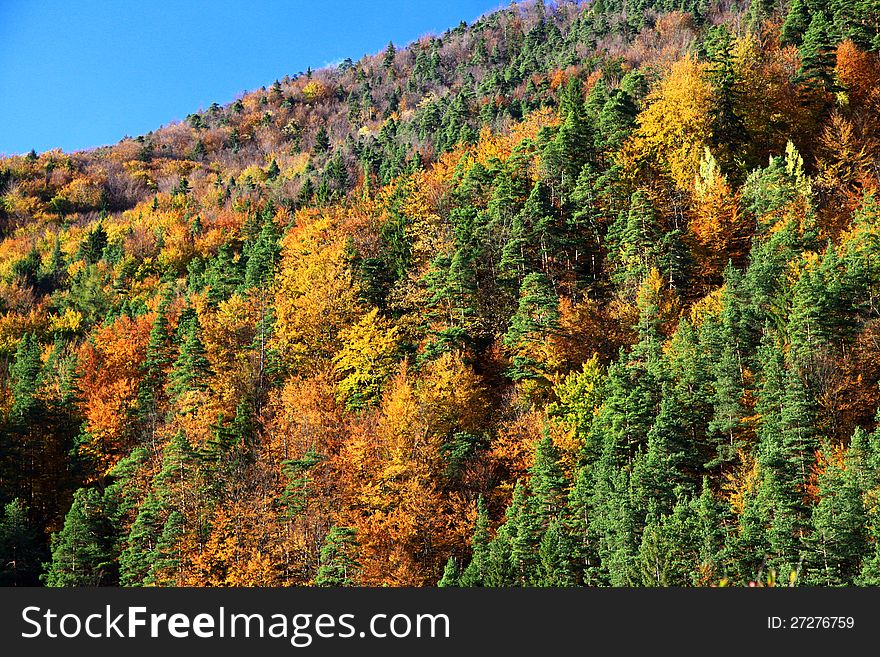 Autumn forest in Lubochna valley (region Liptov, Slovakia)