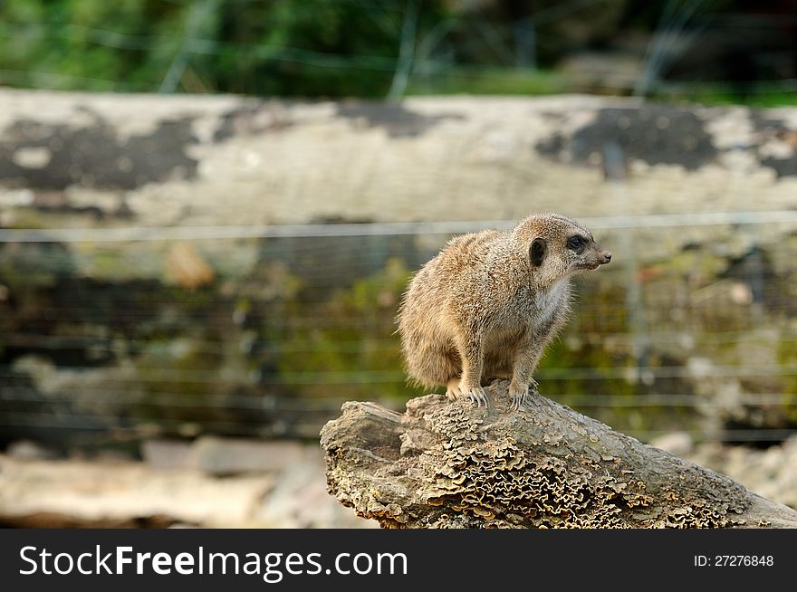 A meerkat sitting on a log, staring.