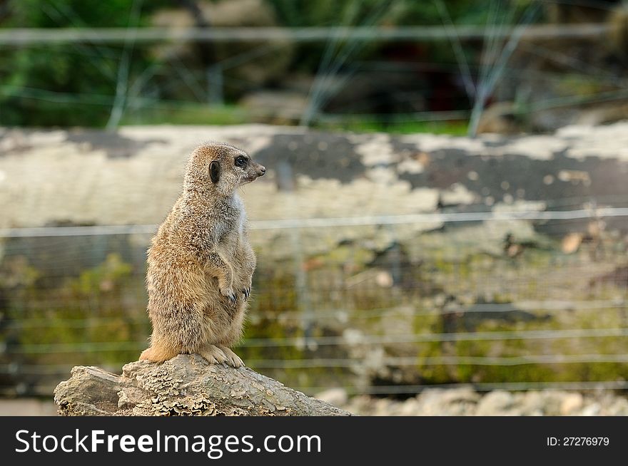 A little meerkat standing on a log, staring into the distance. A little meerkat standing on a log, staring into the distance.