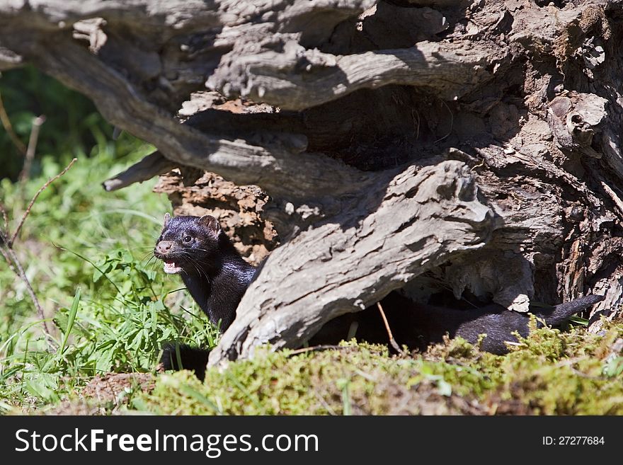 American mink hisses at intruders while seeking the security of an old tree root snag. American mink hisses at intruders while seeking the security of an old tree root snag.