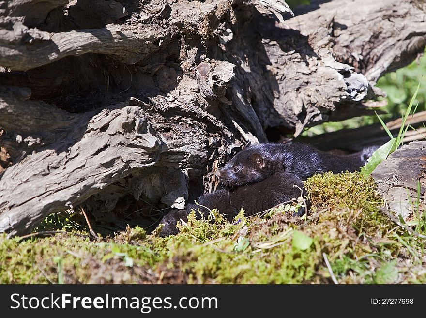 American Mink with infant