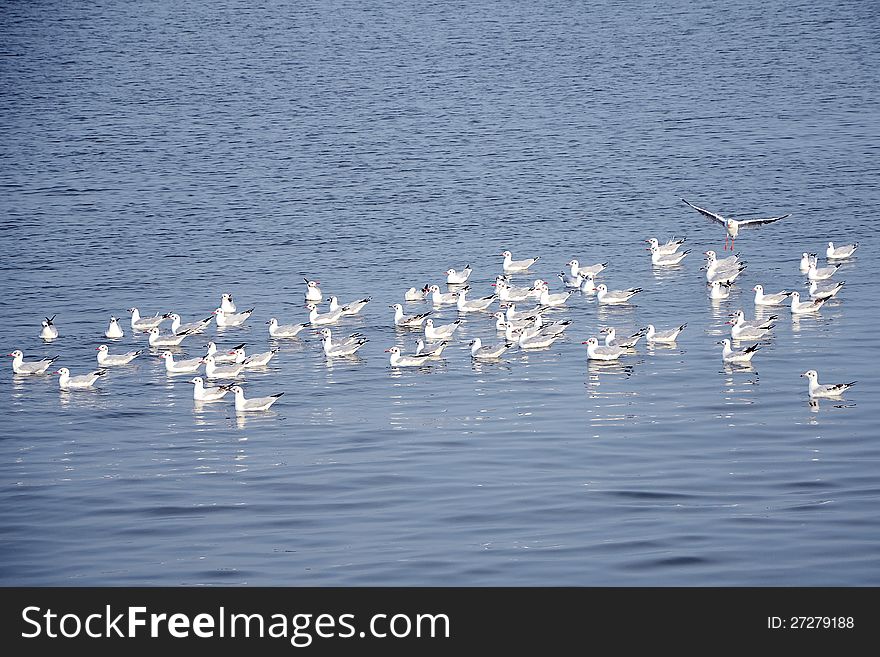 Flock of Seagulls.