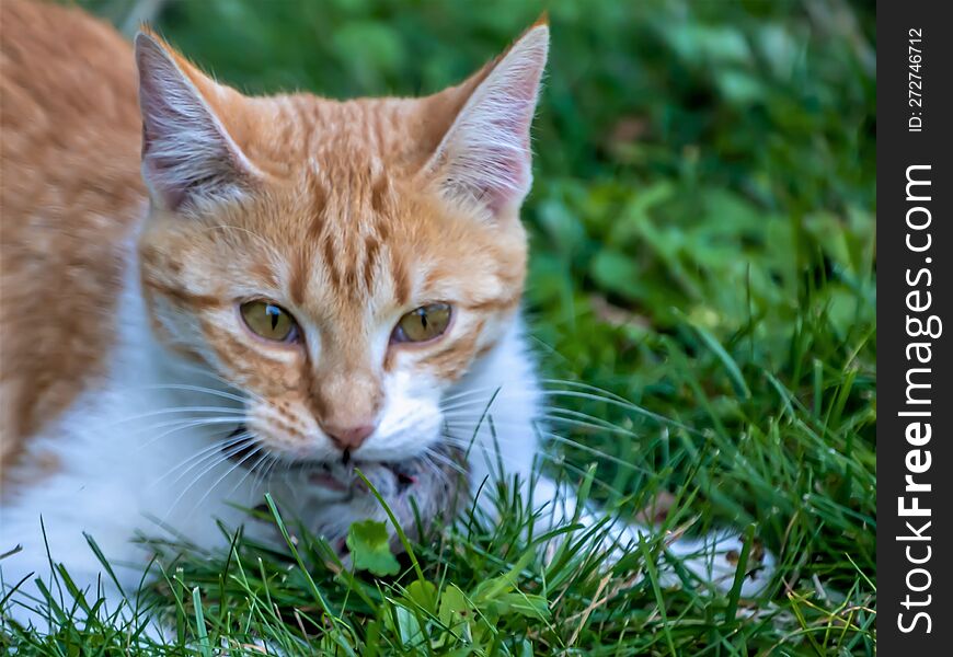 Cat hunting a mouse in the grass. Wild life.