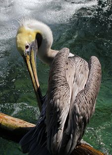 Pelican Royalty Free Stock Photo Pelican Royalty Free Stock Photo