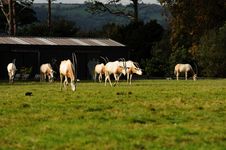A Herd Of Oryx Stock Photography