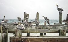 Seagulls On Old Dock Royalty Free Stock Image Seagulls On Old Dock Royalty Free Stock Image