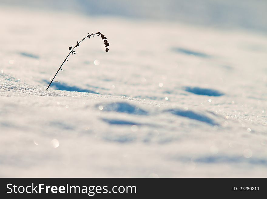 Winter tracks in snow and lonely grass