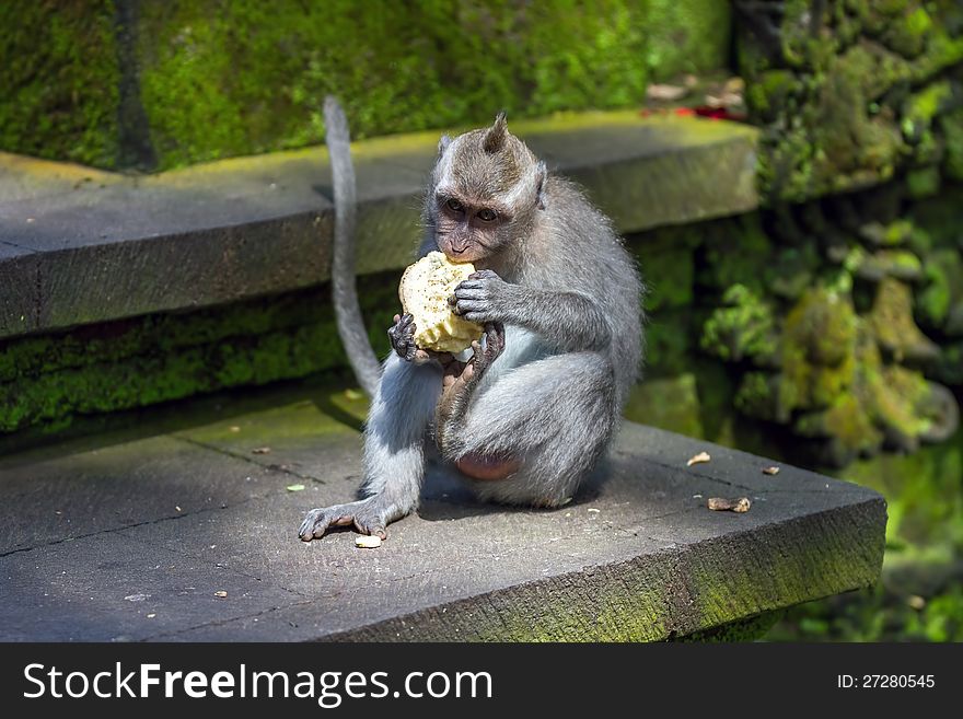 Monkey eating fruit at sacred monkey forest, Ubud, Bali, Indonesia. Monkey eating fruit at sacred monkey forest, Ubud, Bali, Indonesia