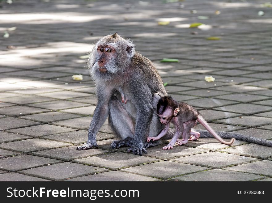 Monkey with a baby at sacred monkey forest, Ubud, Bali, Indonesia