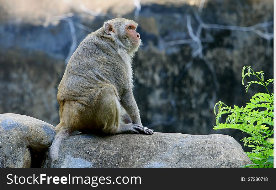 An asian monkey sitting on rocky surface. An asian monkey sitting on rocky surface