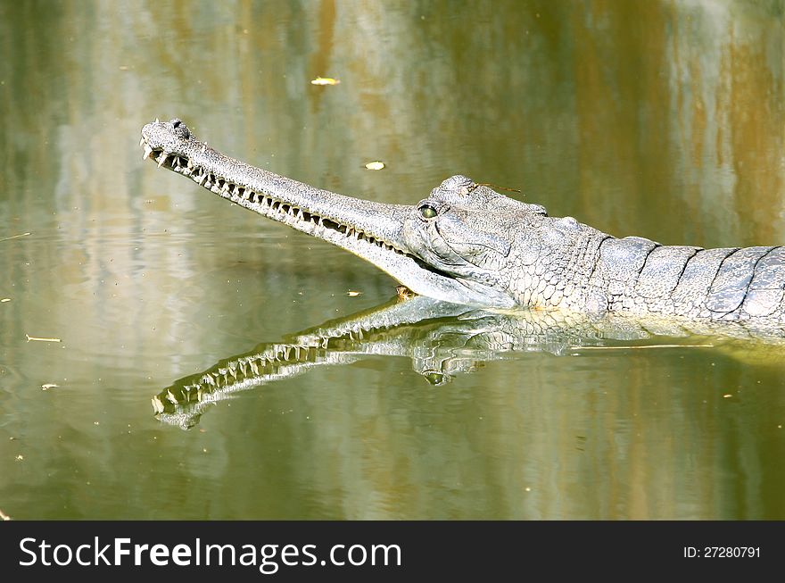 Details of the head of asian gharial
