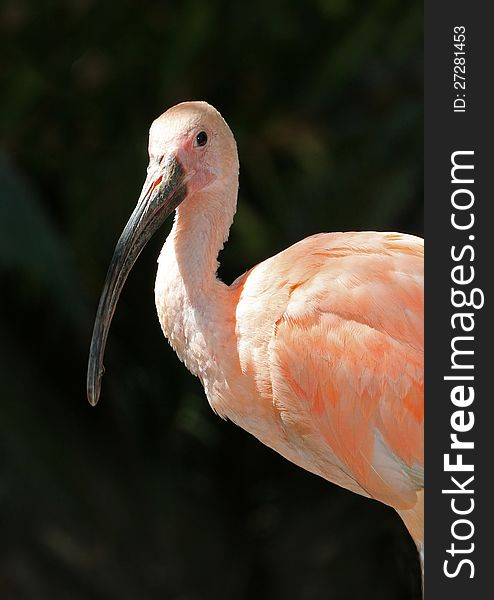 Scarlet Ibis Standing In Profile With Black Background