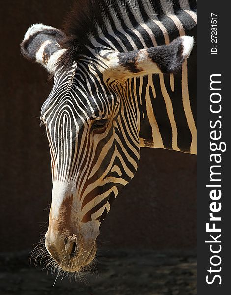 Close Up Portrait Of Grevy's Zebra Against Dark Background