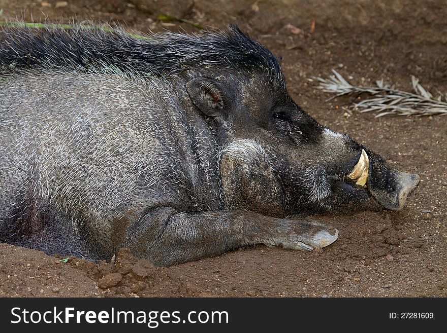 Sleeping Visayan Warty Hog With Large Tusks. Sleeping Visayan Warty Hog With Large Tusks