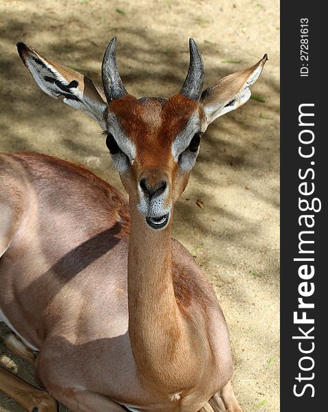 Immature Male Gerenuk Sitting In Shadows. Immature Male Gerenuk Sitting In Shadows