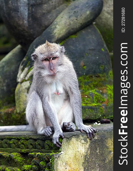 Monkey sitting on steps in Ubud forest, Bali