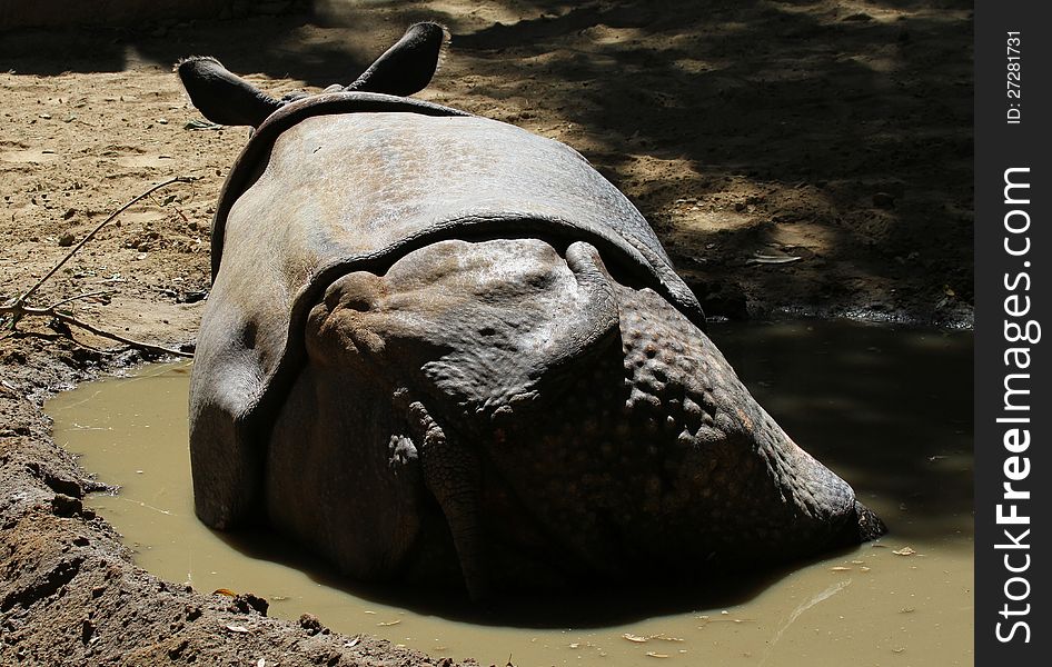 Asian Rhino Laying In A Puddle. Asian Rhino Laying In A Puddle