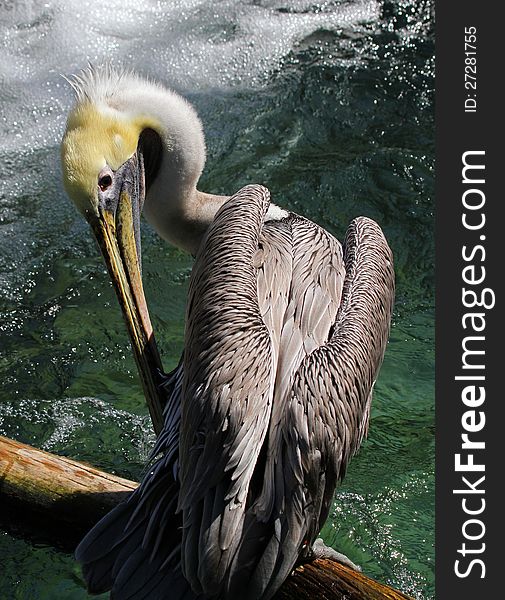 Endangered Brown Pelican Preening On A Log