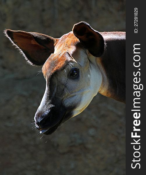 Close Up Detail Portrait Of African Okapi Antelope Head