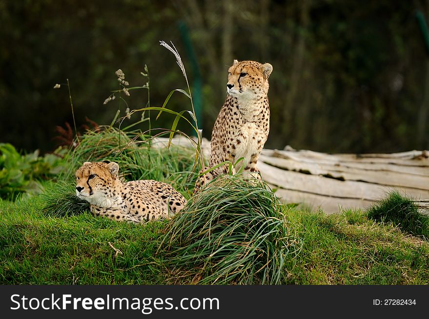 Two cheetahs lying and siting, keeping look out. Two cheetahs lying and siting, keeping look out.