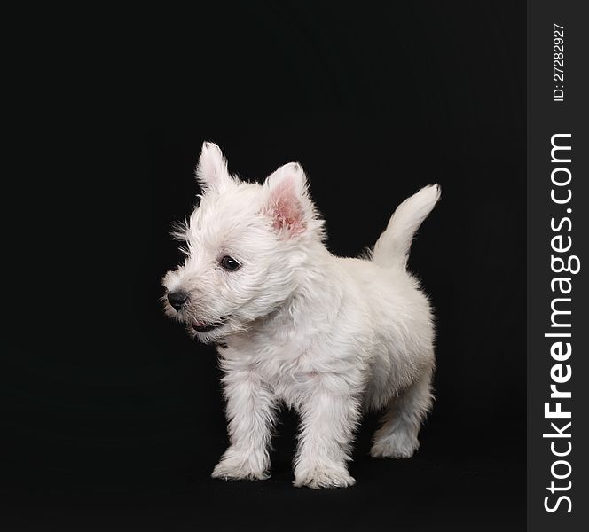 West Highland White Terrier on black background