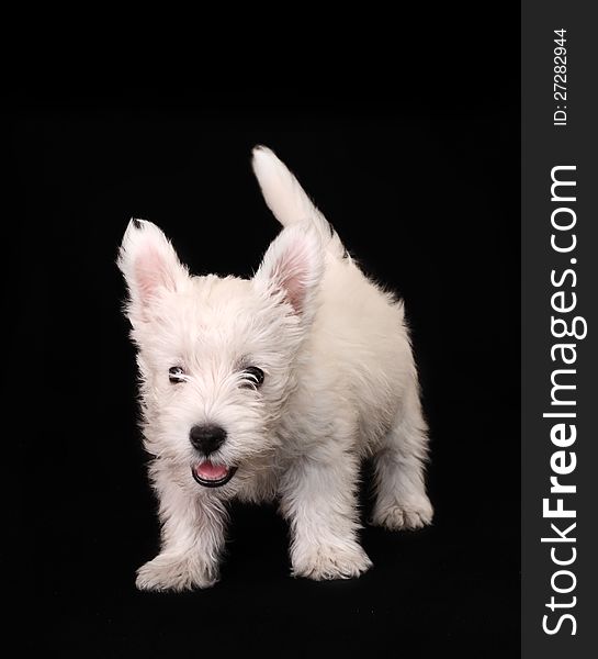 West Highland White Terrier on black background