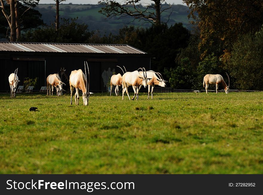 A Herd Of Oryx