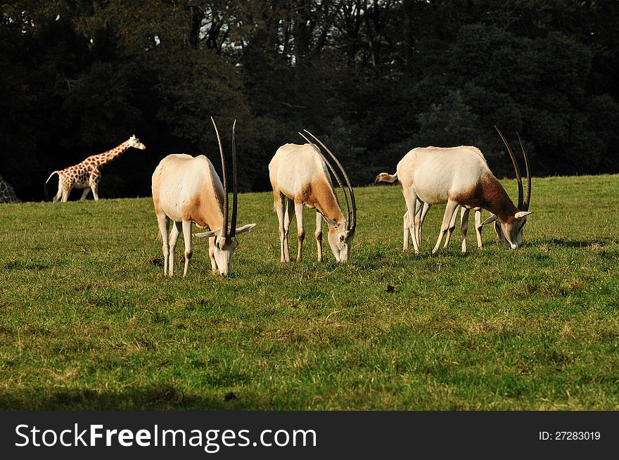 A group of Oryx eating grass