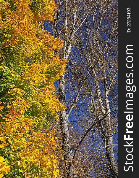 Autumn trees in region Liptov, Slovakia