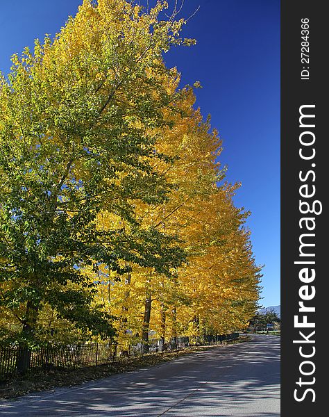 Autumn trees in region Liptov, Slovakia