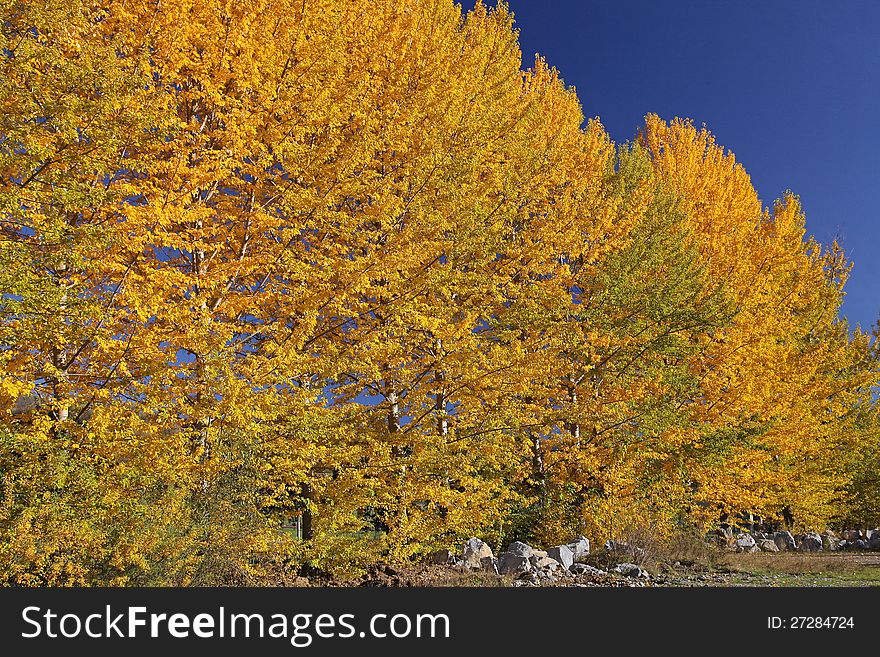 Autumn Trees