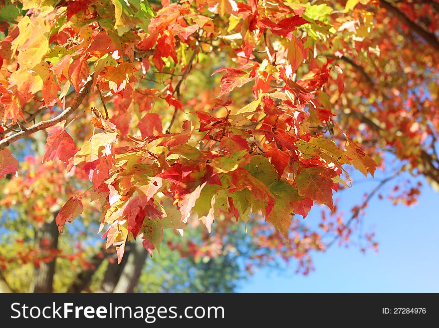 Autumn leaves with blue sky background