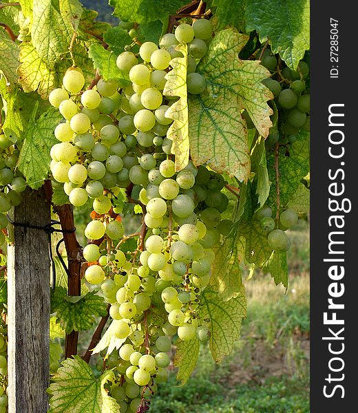 White grapevine in the vineyard