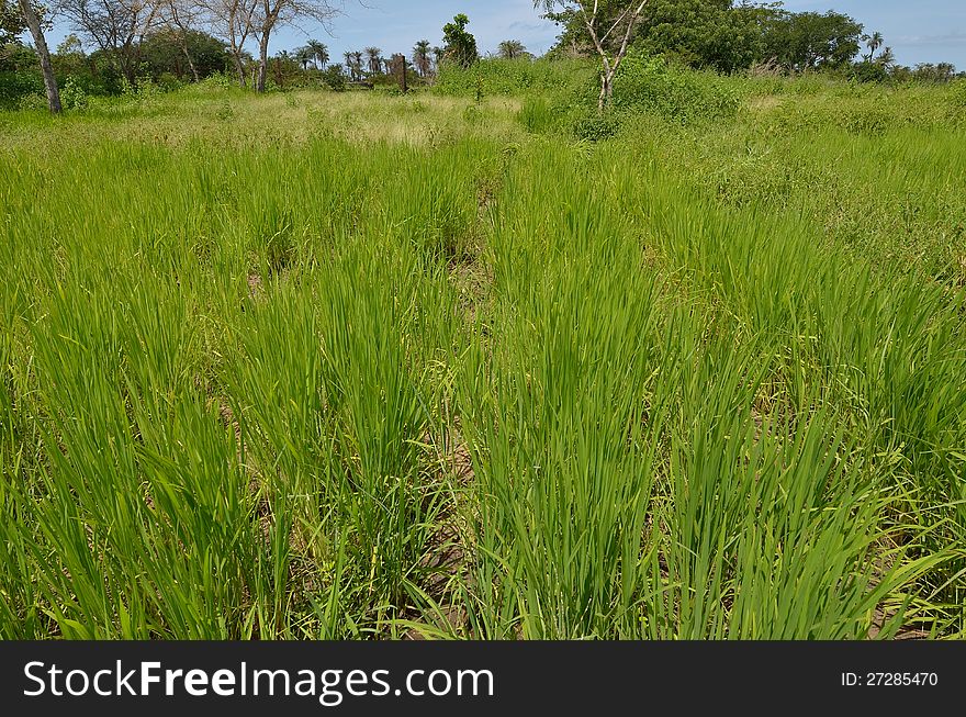 A field of rice in Africa,Senegal