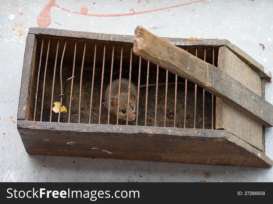 Mouse in a mousetrap