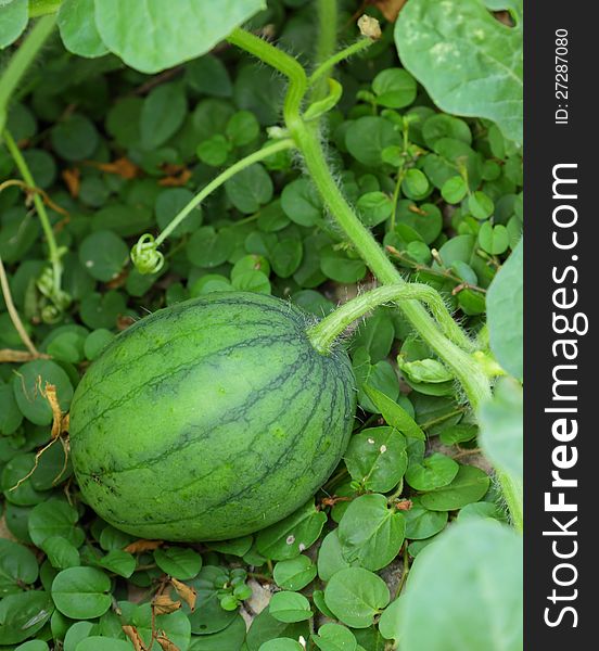 Cultivation A Watermelon