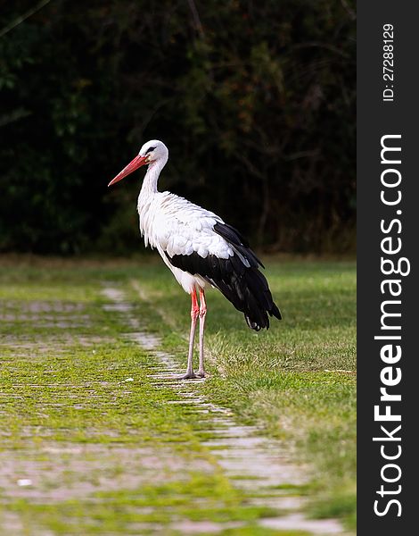 Young stork walks along the coast. Young stork walks along the coast