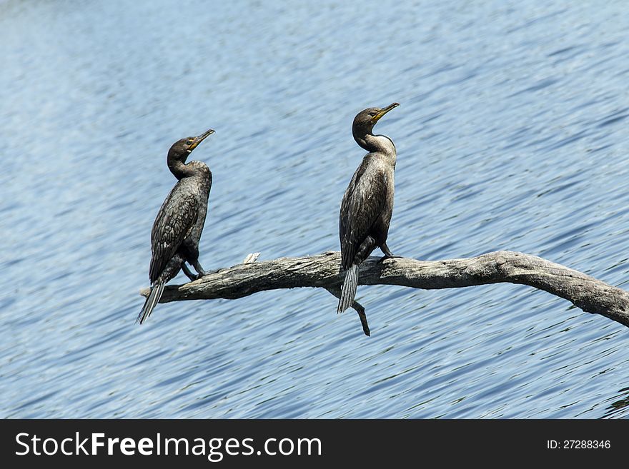 This is a shot of 2 birdies enjoying the lake. This is a shot of 2 birdies enjoying the lake.