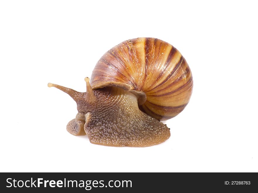 Snail  on white background.